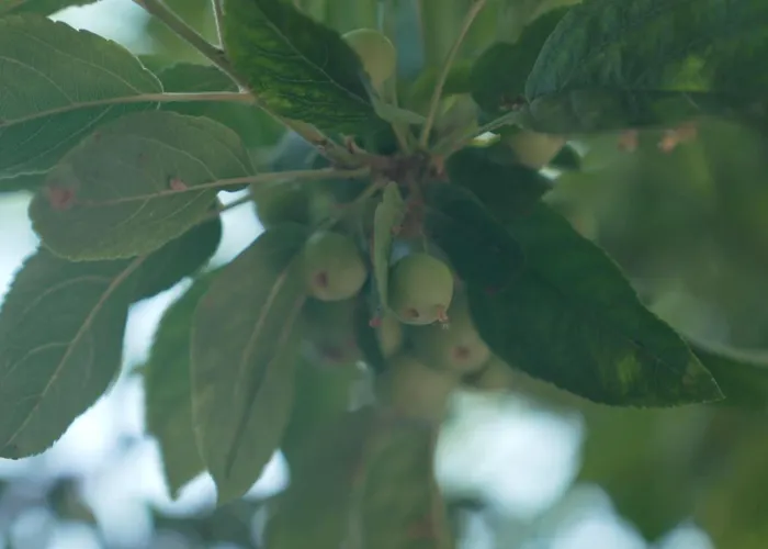 Couette-café Het Willemshuis 4*