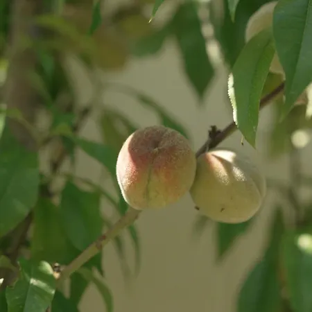Panzió Het Willemshuis