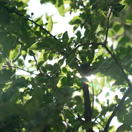 Het Willemshuis Panzió