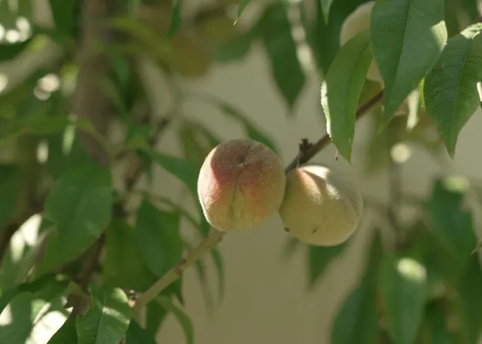 Panzió Het Willemshuis