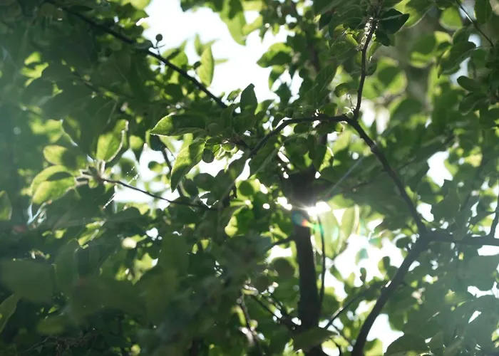 Het Willemshuis Panzió